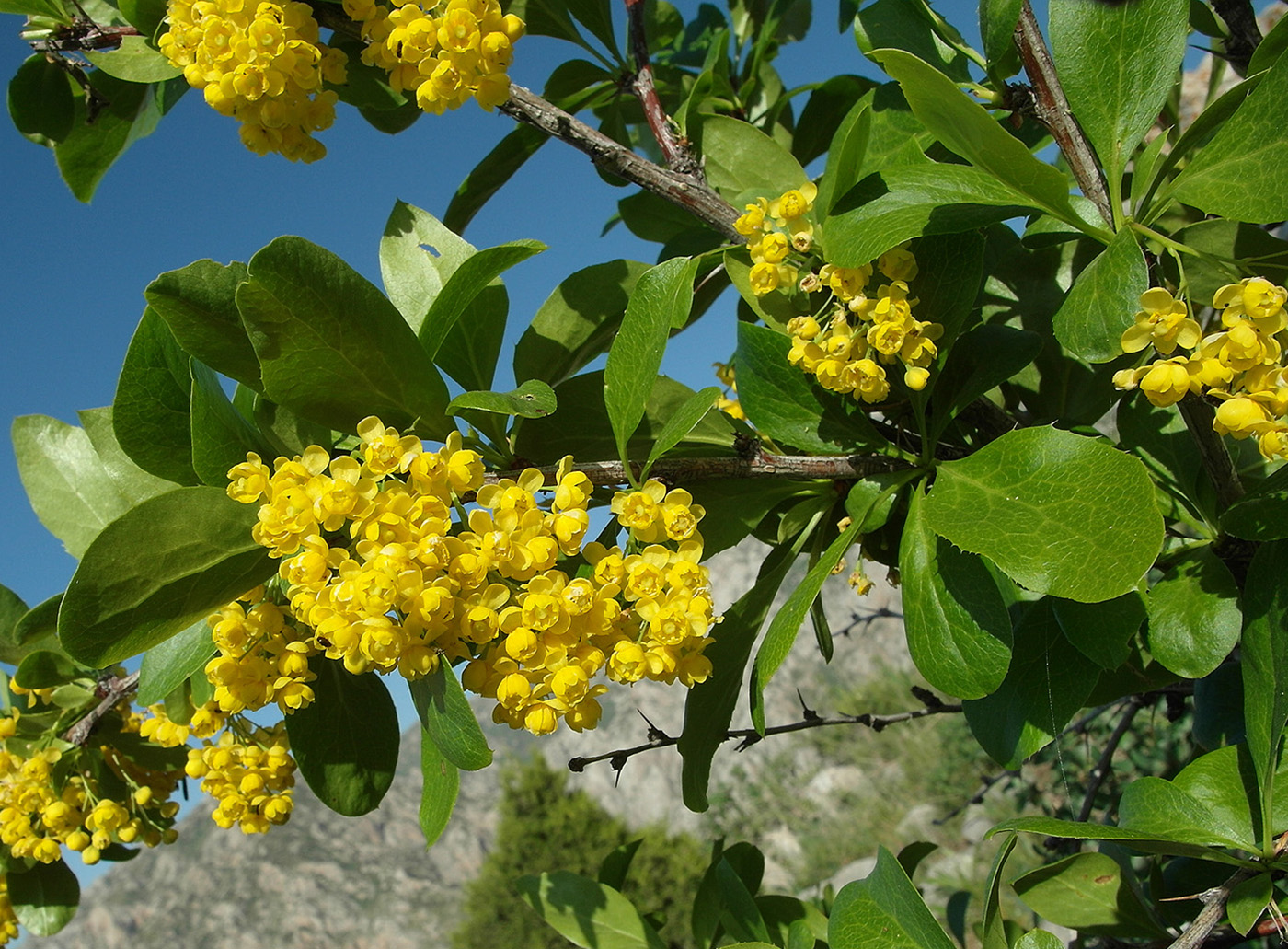 Image of Berberis integerrima specimen.