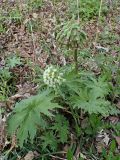 Petasites tatewakianus. Цветущее растение. Хабаровский край, окр. г. Комсомольск-на-Амуре, дол. р. Силинка, лиственный лес. 14.05.2025.