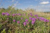 Astragalus circassicus. Цветущие растения. Краснодарский край, Крымский р-н, окр. станицы Неберджаевская, частично задернованное скальное обнажение. 18.05.2025.