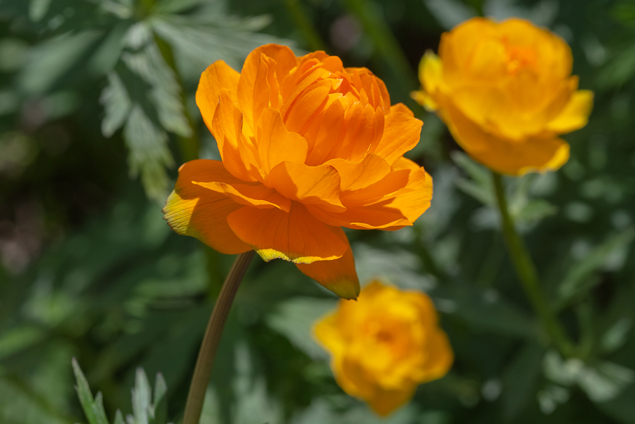 Image of Trollius asiaticus specimen.