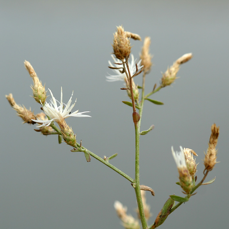 Изображение особи Centaurea diffusa.