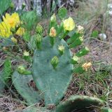 Opuntia humifusa