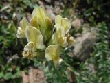 genus Astragalus