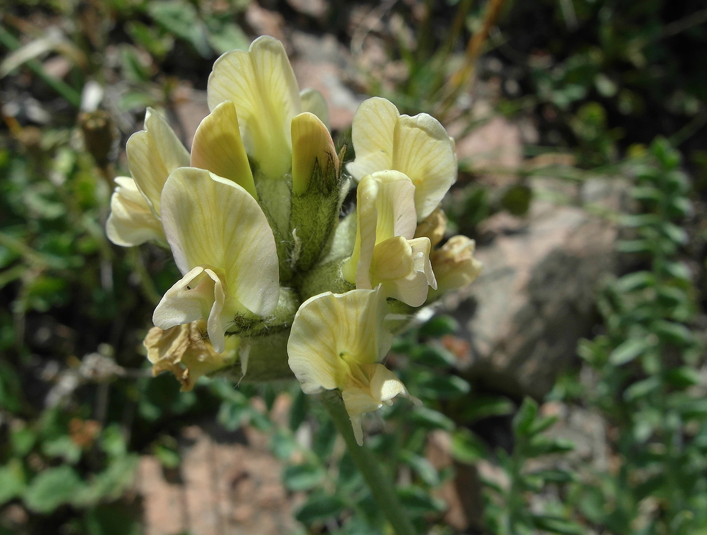Image of genus Astragalus specimen.