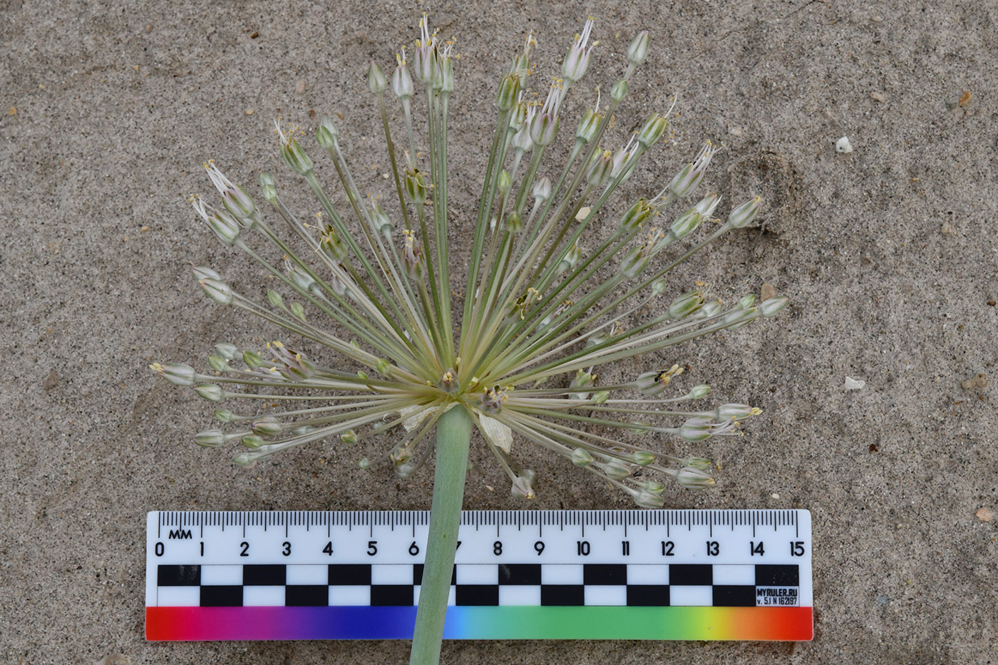 Image of Allium baissunense specimen.