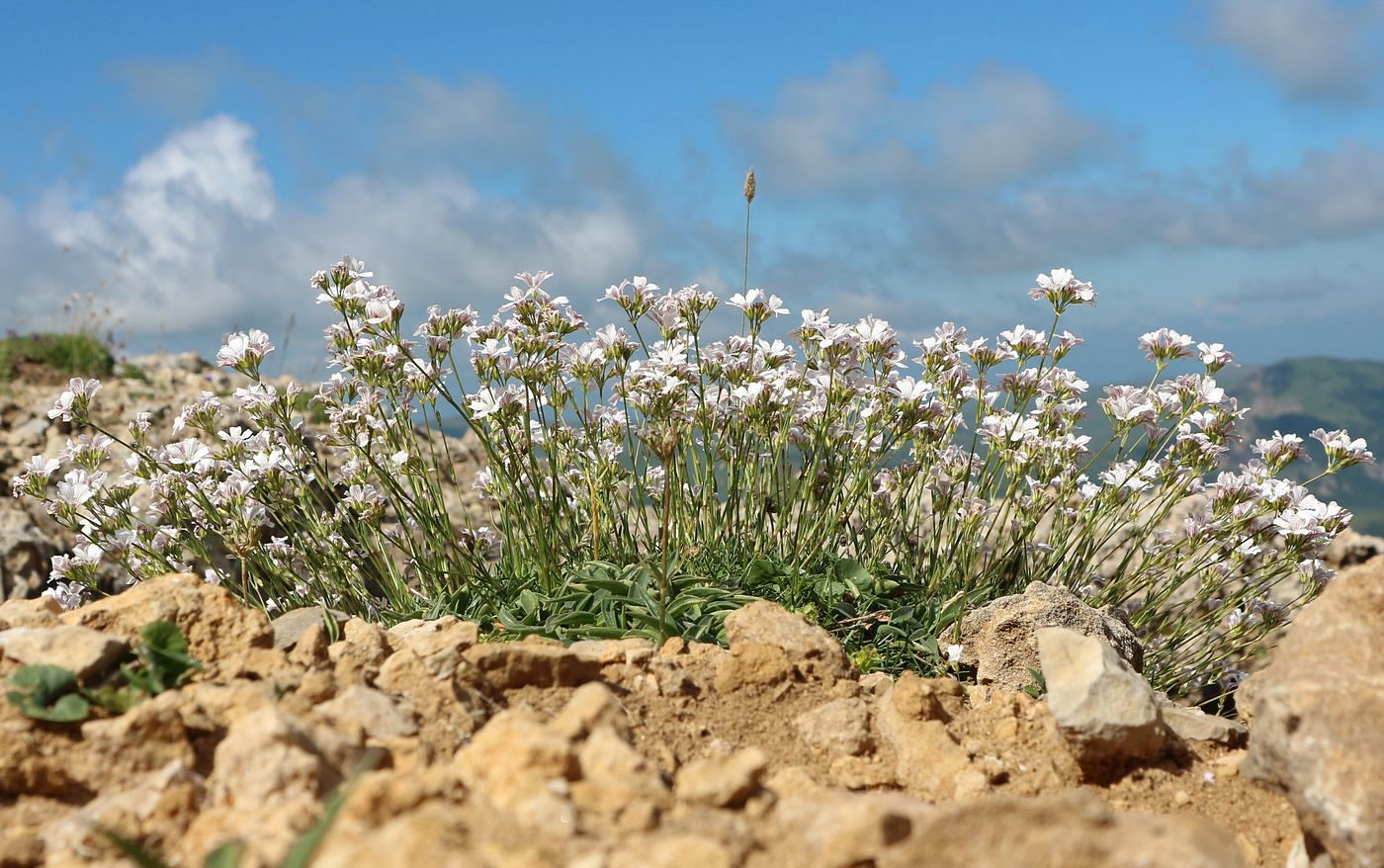 Изображение особи Gypsophila tenuifolia.