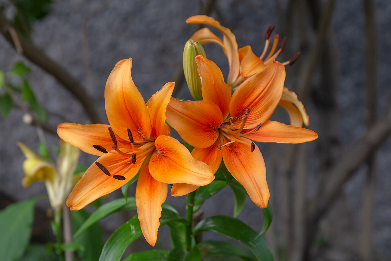 Изображение особи род Lilium.