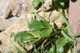 familia Apiaceae