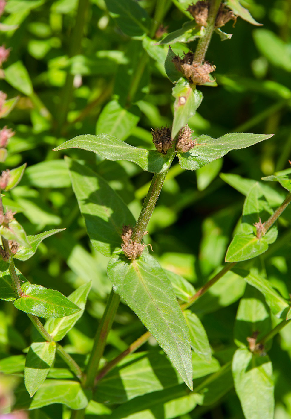 Image of genus Lythrum specimen.