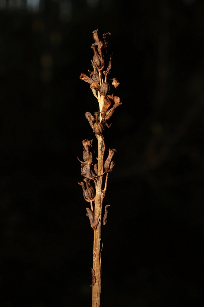 Изображение особи Hypopitys monotropa.