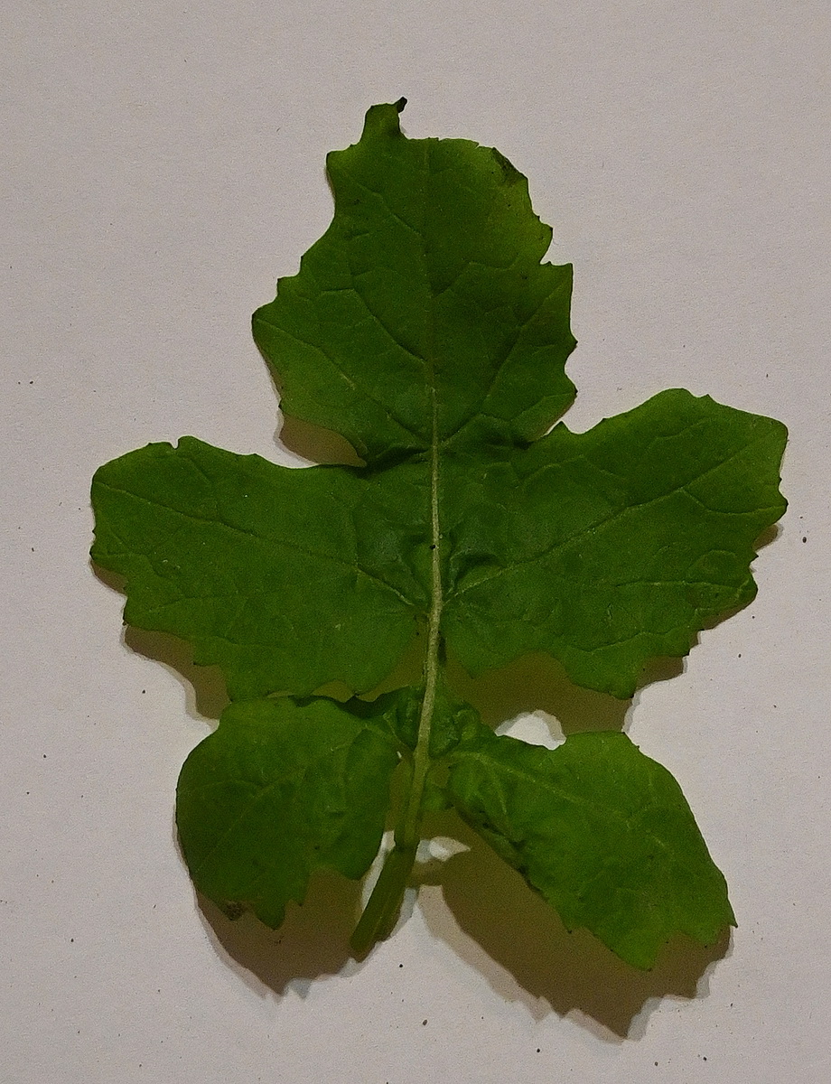 Image of familia Brassicaceae specimen.