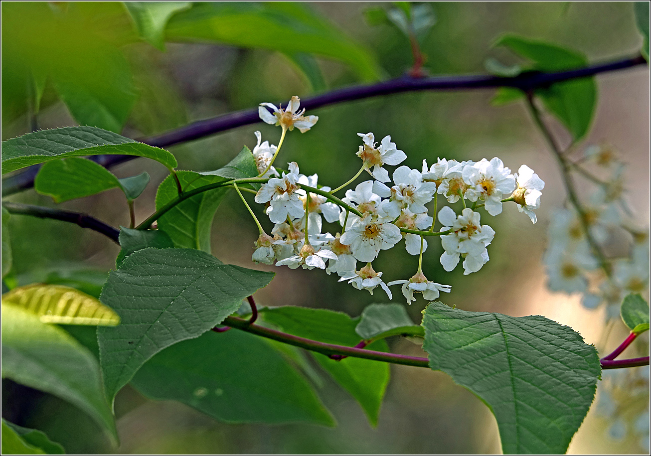 Изображение особи Padus avium.