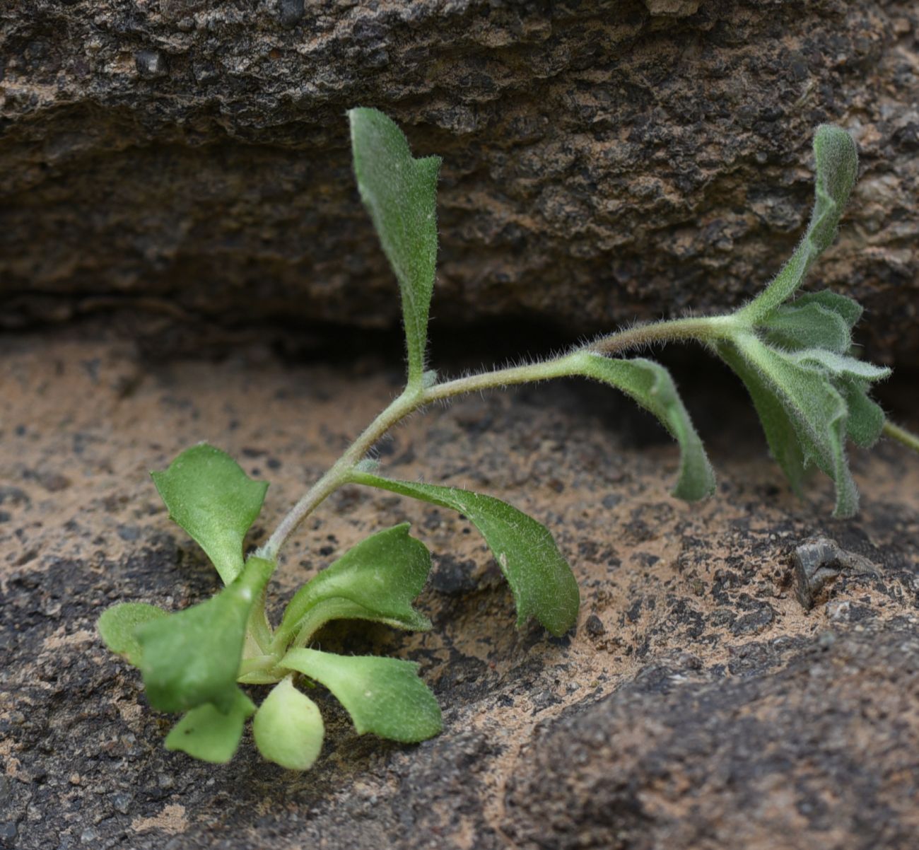 Изображение особи Arabis farinacea.