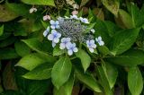 Hydrangea macrophylla