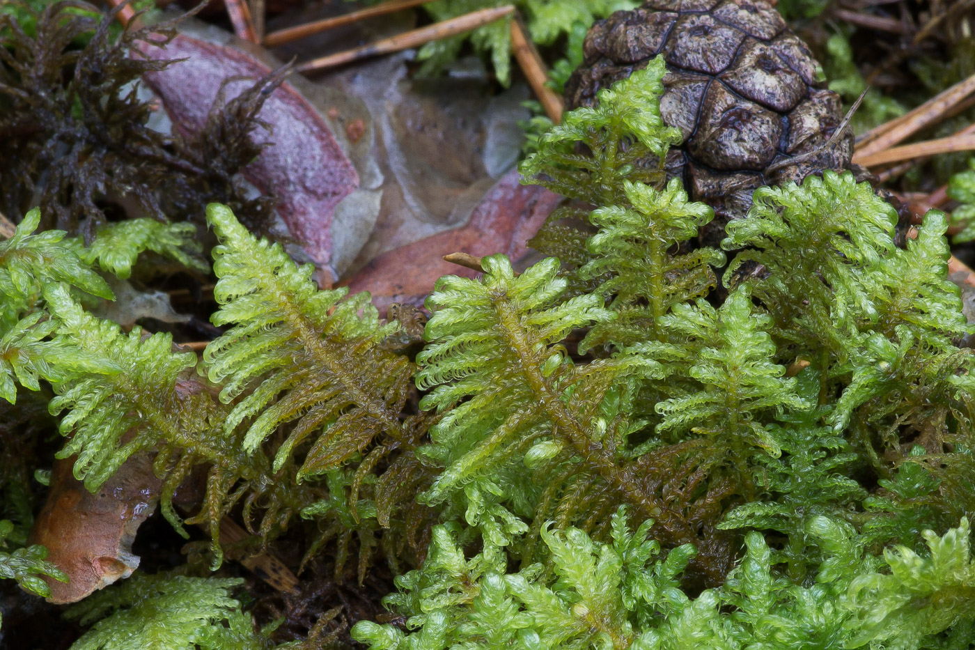 Image of Ptilium crista-castrensis specimen.
