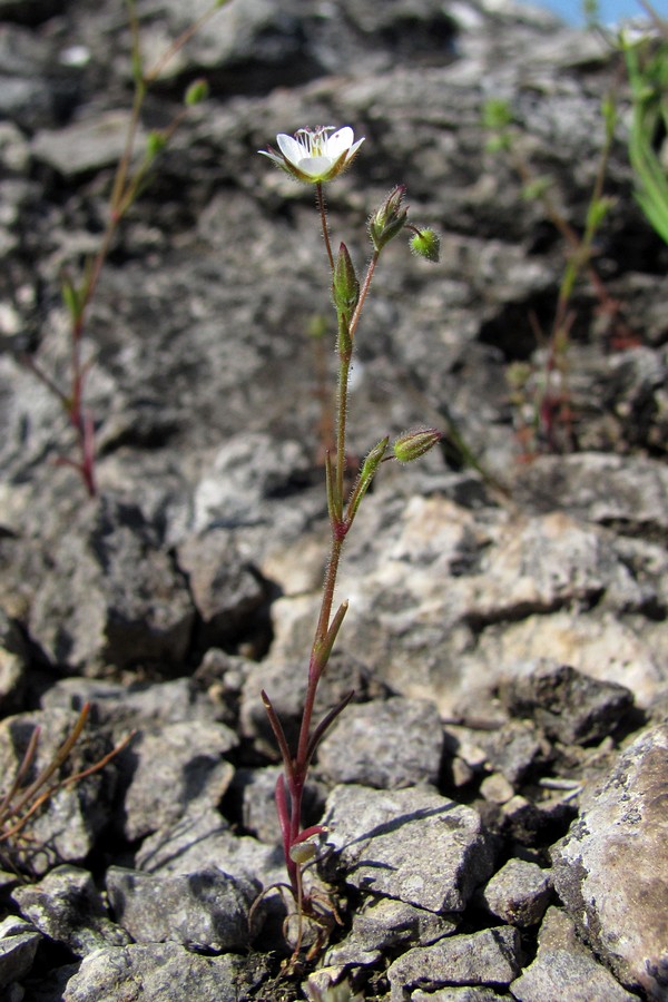 Изображение особи Minuartia hybrida.