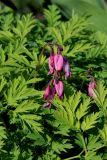 Dicentra formosa. Соцветие и части листьев. Белгородская обл., пос. Ракитное, ул. Сосновая, 2, в культуре. 8 мая 2022 г.