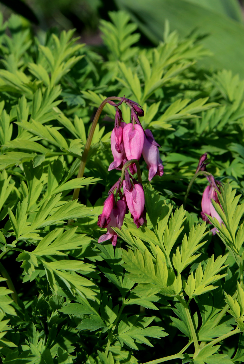 Image of Dicentra formosa specimen.