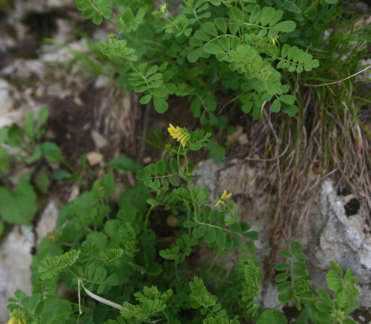 Image of genus Coronilla specimen.