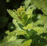 Inula orientalis. Верхушка растения с развивающимся соцветием и сидящим пауком. Абхазия, Гудаутский р-н, Рицинский реликтовый национальный парк, хр. Авадхара, дол. р. Авадхара, альпийский луг. 1600 м н.у.м. 09.06.2025.