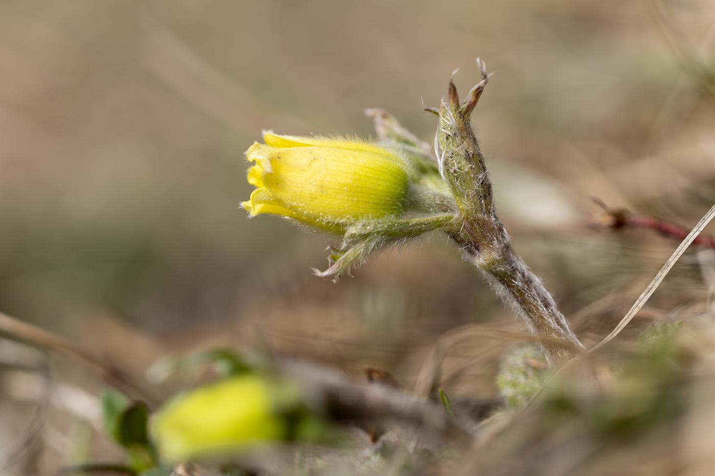 Изображение особи Pulsatilla albana.