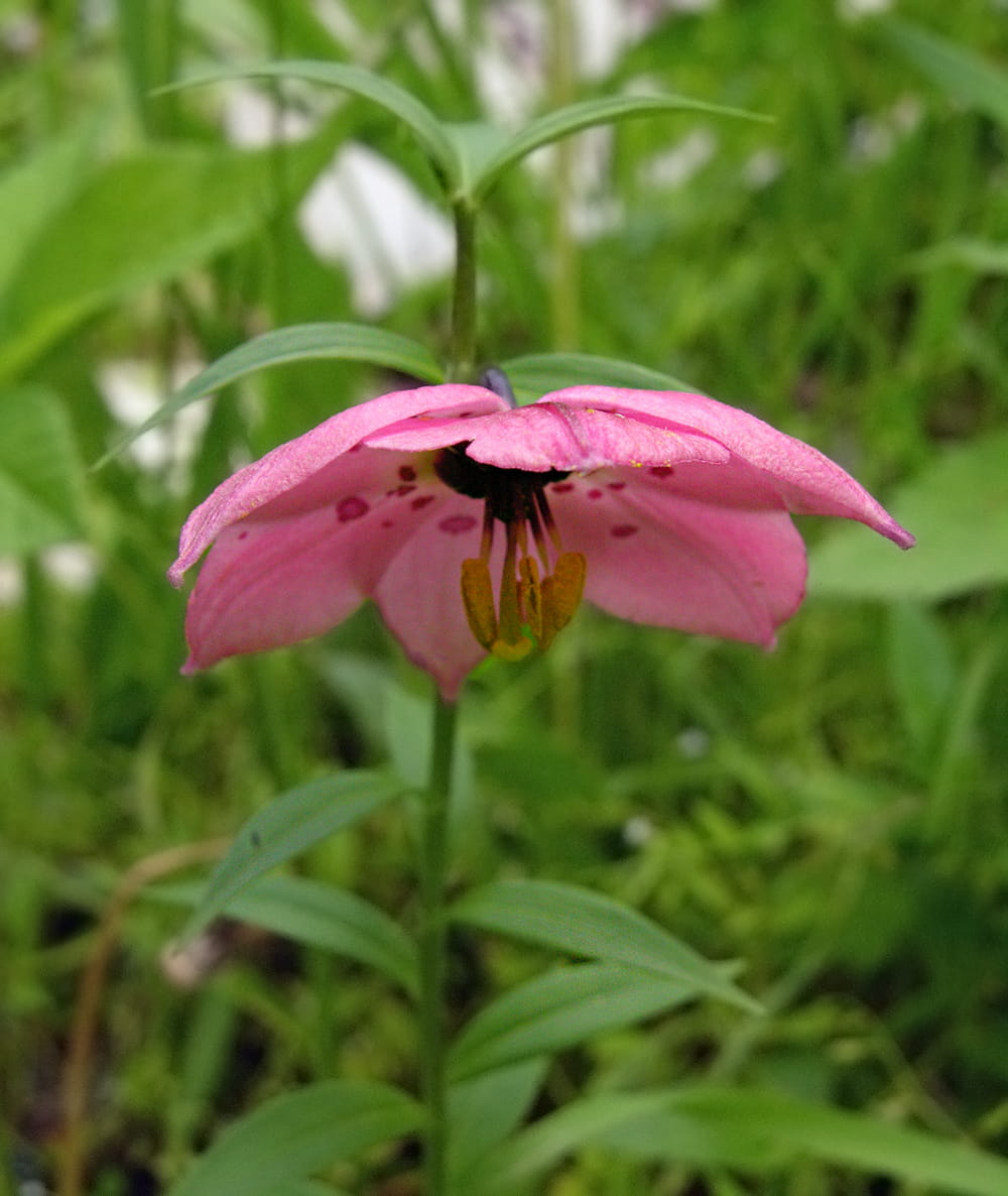 Изображение особи Nomocharis aperta.