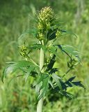 Delphinium cuneatum. Верхушка побега с формирующимся соцветием. Ульяновская обл., Мелекесский р-н, окр. пос. Вишенка, Медвежий овраг, луг на дне балки. 15.06.2024.