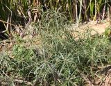 Cyperus involucratus. Цветущее (плодоносящее) растение (высота - около 60 см). Израиль, г. Кармиэль, городской парк, у пруда. 13.02.2011.