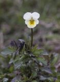 Viola arvensis. Цветущее растение. Московская обл., ГО Химки, дер. Елино; обочина дороги. 01.05.2026.