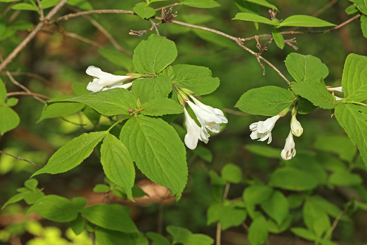 Image of Weigela praecox specimen.
