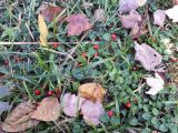 Mitchella repens. Митчелла ползучая. Mitchella repens. Галифакс 15.10.2018.