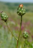 Rhaponticoides ruthenica