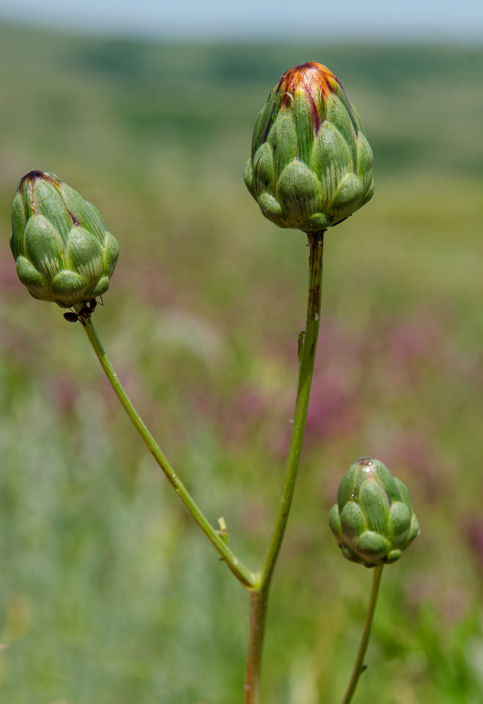 Image of Rhaponticoides ruthenica specimen.