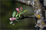 Malus domestica