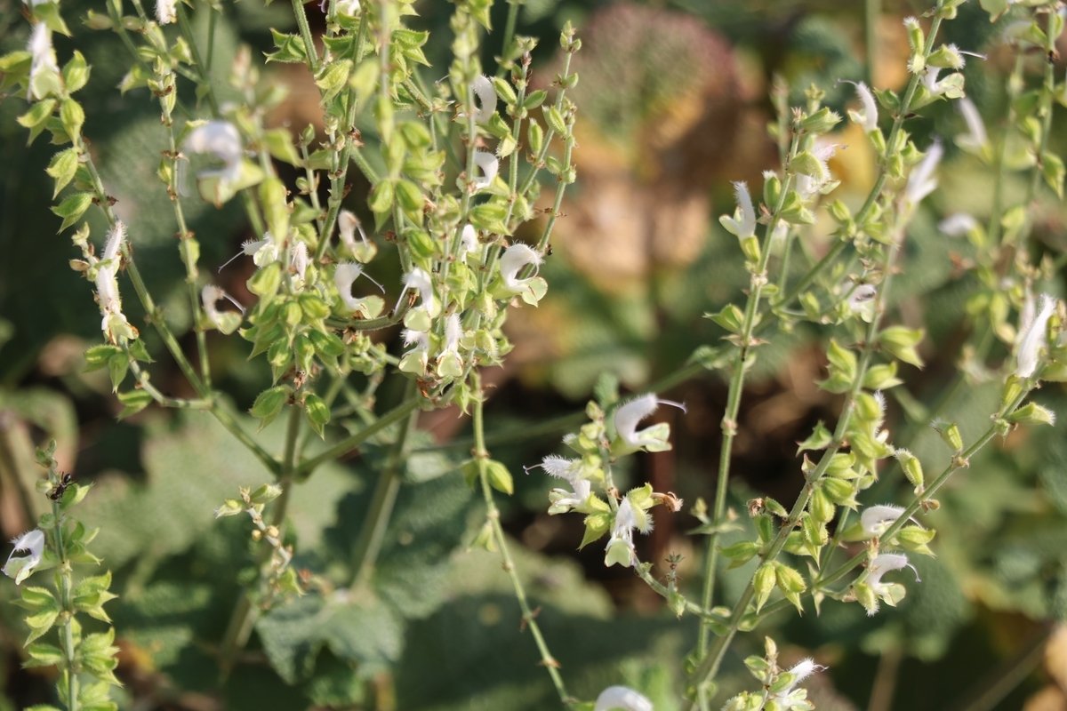 Image of Salvia limbata specimen.