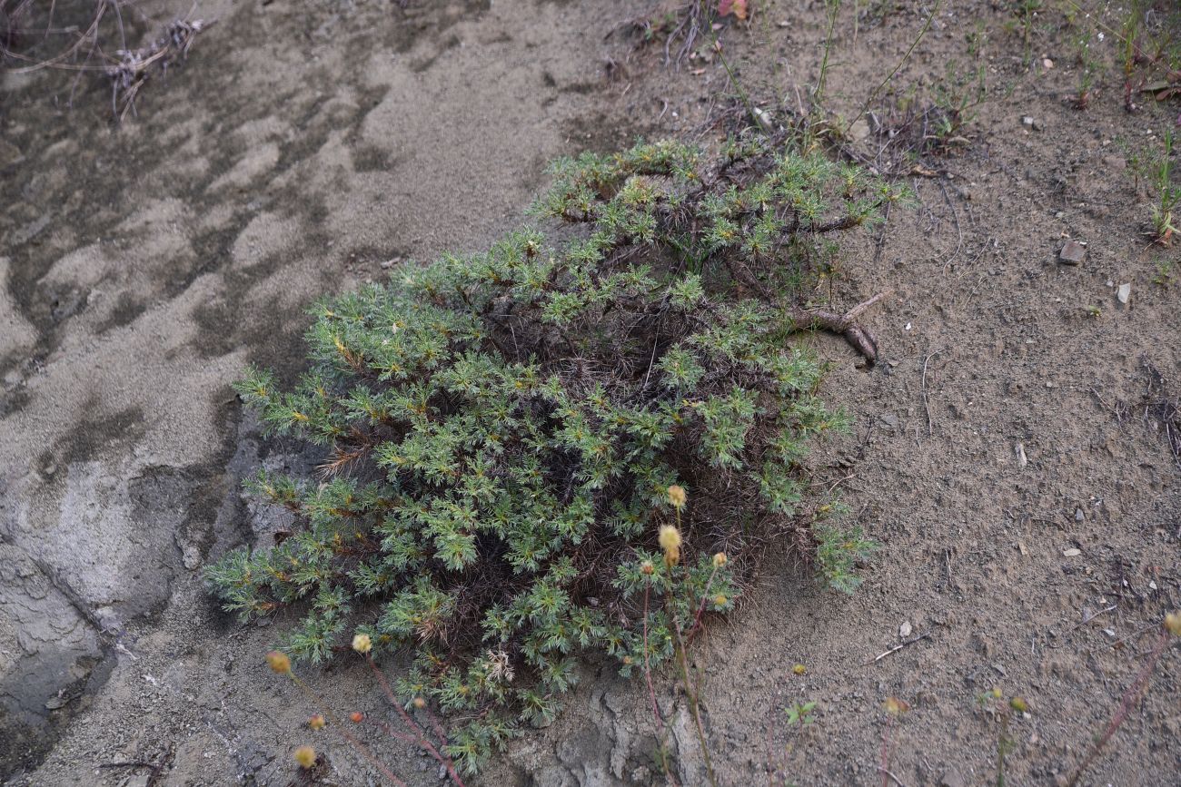 Image of genus Astragalus specimen.