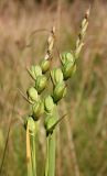 Gladiolus imbricatus
