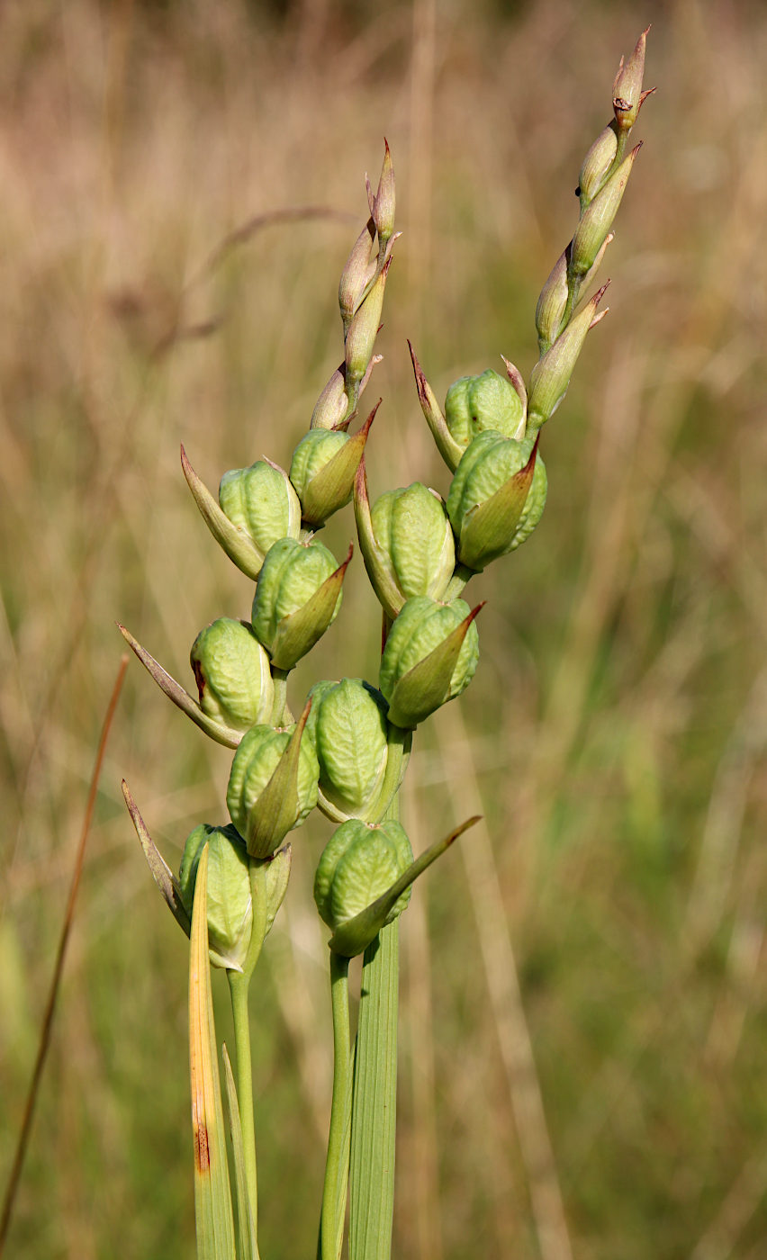 Изображение особи Gladiolus imbricatus.