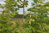 Fraxinus pennsylvanica. Часть ветви с соплодиями. Крым, Севастополь, Инкерман, гора Монастырская. 31.05.2026.