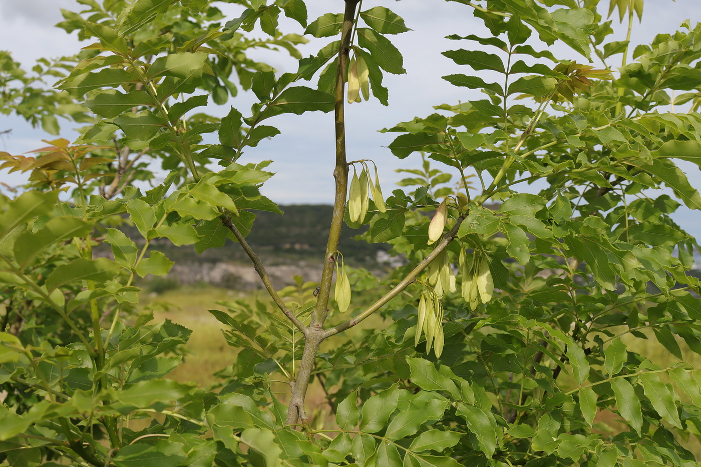 Image of Fraxinus pennsylvanica specimen.