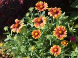 Gazania × hybrida. Верхняя часть цветущего растения. Узбекистан, г. Ташкент, Юнусабадский р-н, парковая зона, в городском озеленении, в культуре. 26.07.2026.