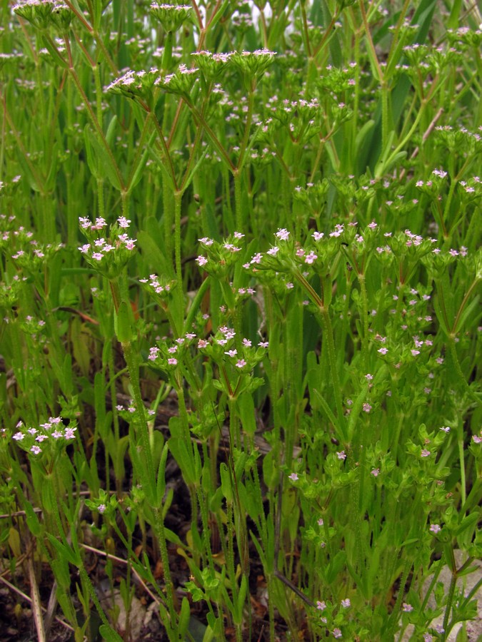 Image of Valerianella muricata specimen.