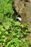 genus Iris. Цветущее растение. Китай, пров. Хунань, городской округ Чжанцзяцзе, национальный парк Чжанцзяцзе, дол. ручья Золотой Кнут, лес. 31.03.2015.