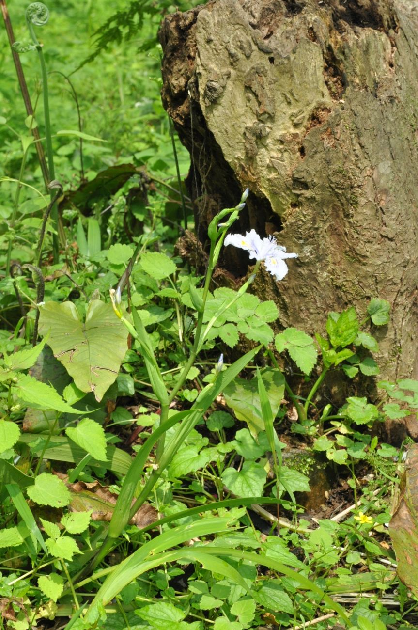 Image of genus Iris specimen.