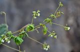 Cardiospermum grandiflorum. Верхушка побега с соцветиями. Португалия, о-в Мадейра, пос. Рибейра-Брава, скалистый склон. 19.08.2025.