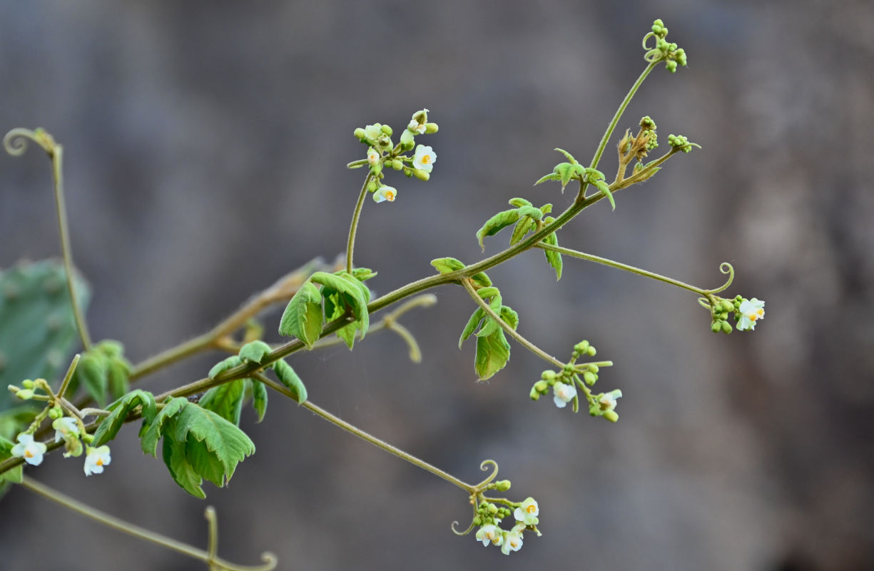 Image of Cardiospermum grandiflorum specimen.