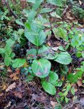Bergenia crassifolia