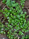 Cymbalaria muralis. Цветущие растения в сообществе с Hedera. Португалия, о-в Мадейра, окр. г. Камаша, опушка лиственного леса, крутой склон. 09.06.2026.