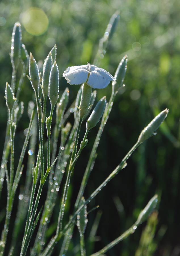 Image of Dianthus elongatus specimen.