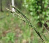 Festuca rubra